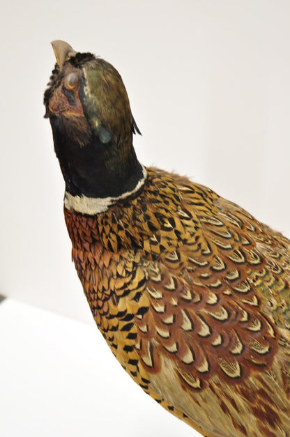 Vintage Ringneck Pheasant Bird Full Body Standing Mount Taxidermy Mancave