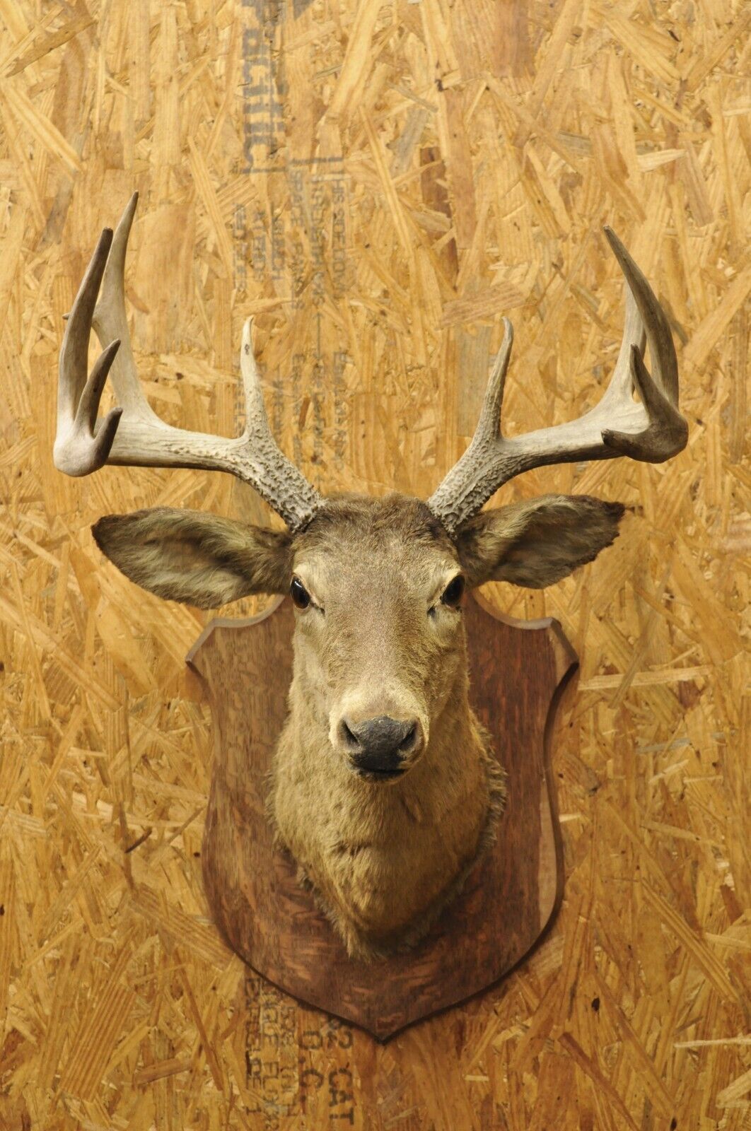 Vintage Red Deer Shoulder Mount Antler Horn Rack Taxidermy Cabin Wall Decor