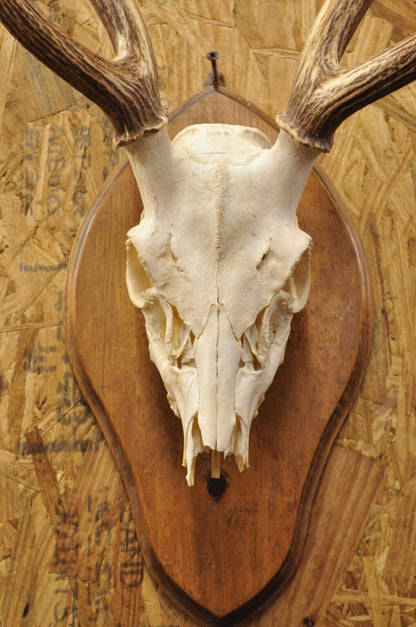 Vintage Taxidermy Red Deer Axis Elk Skull & Antler Mount on Wall Plaque