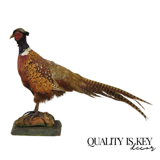 Vintage Ringneck Pheasant Bird Full Body Standing Mount Taxidermy Mancave