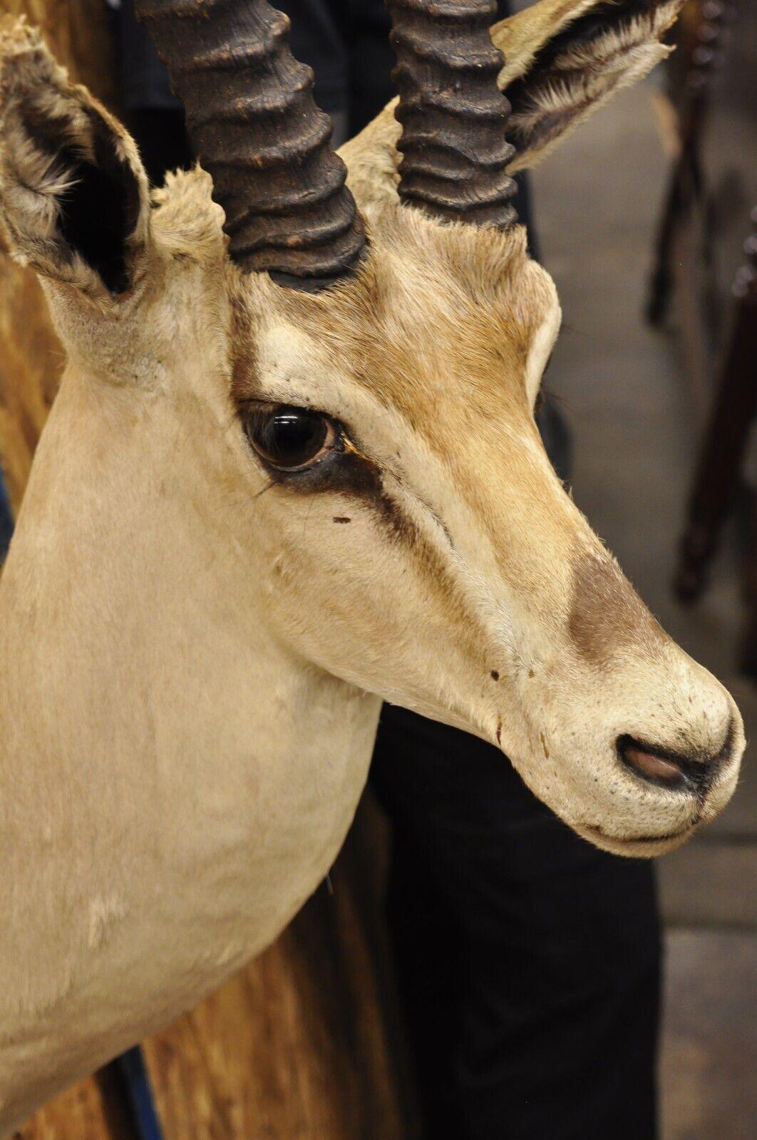 Vintage African Antelope Grant's Gazelle Horn Shoulder Mount Wall Taxidermy