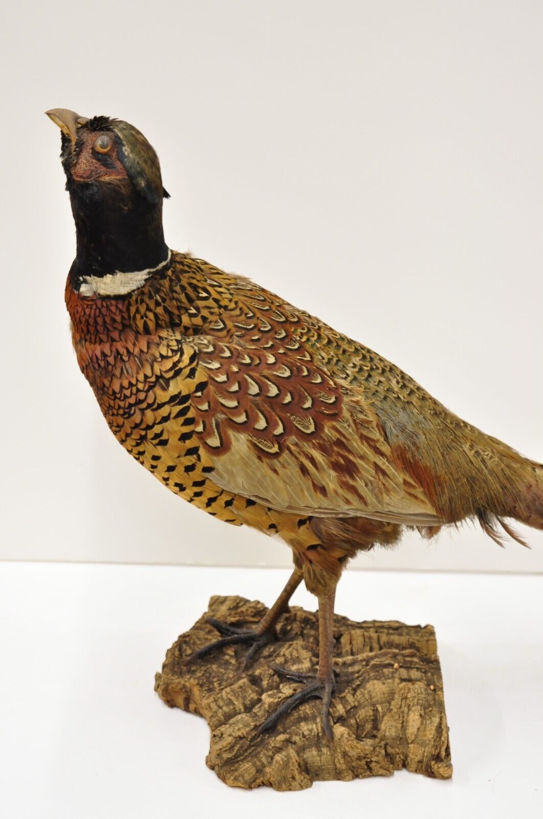 Vintage Ringneck Pheasant Bird Full Body Standing Mount Taxidermy Mancave