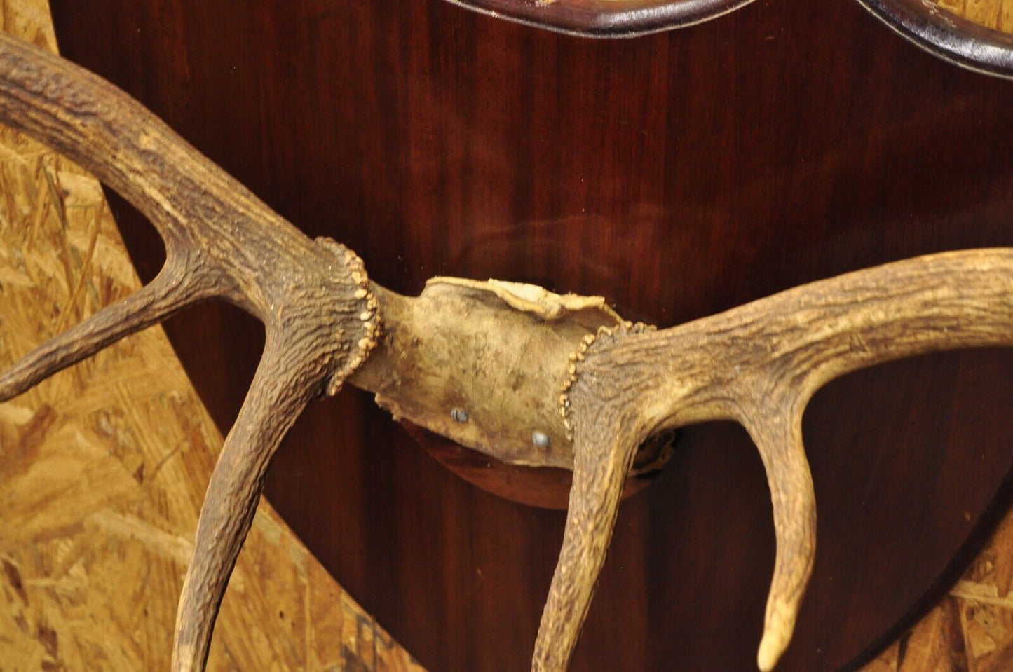 Vintage Large Deer Horn Elk Antlers Rack Skull Mount on Wooden Wall Plaque