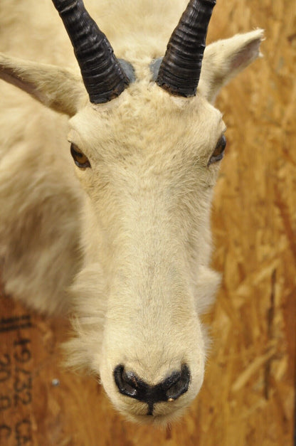 Vintage Taxidermy White Mountain Goat Head Shoulder Mount Horns Cabin Decor (B)