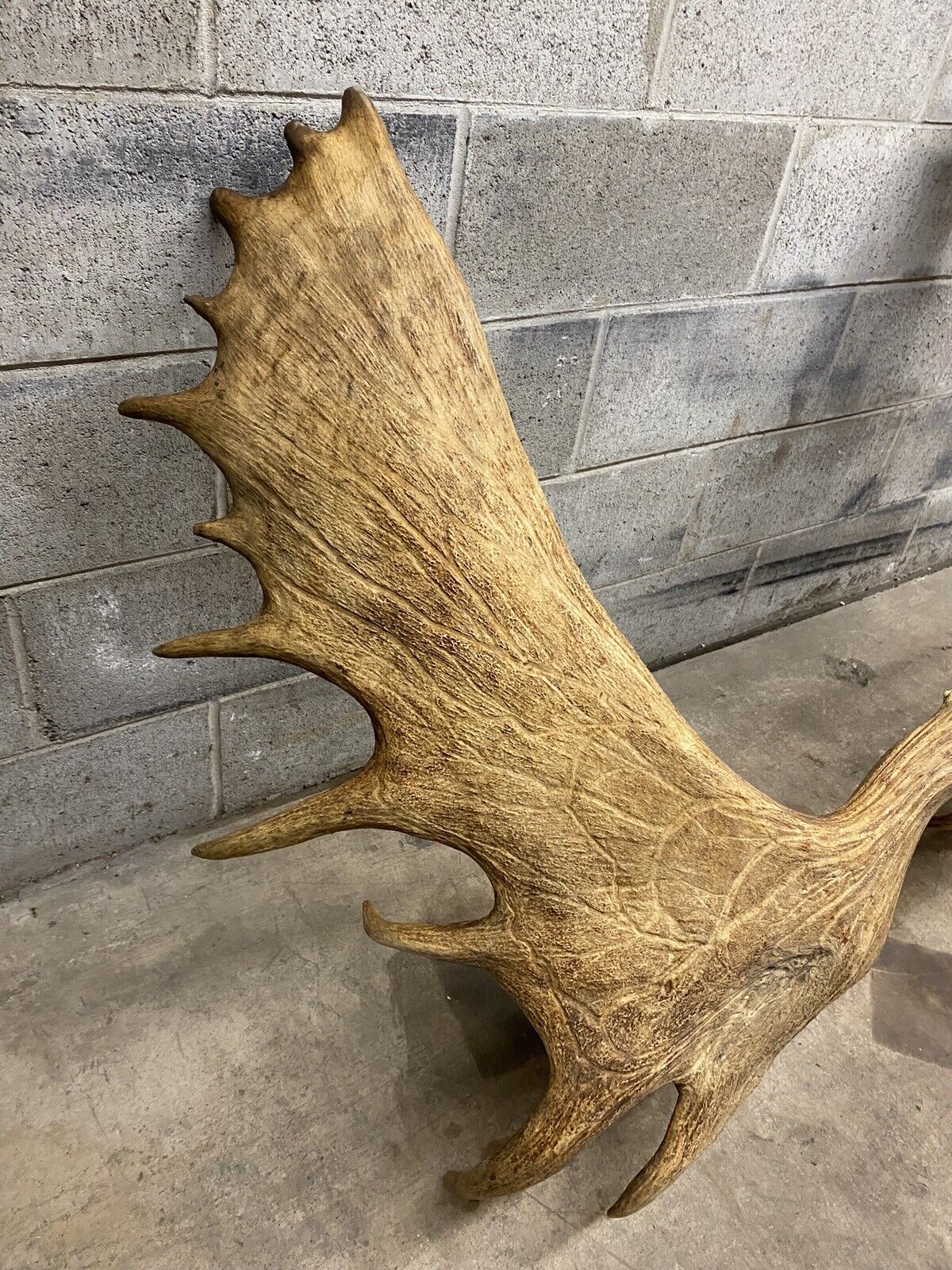 Vintage Large Canadian Moose Rack Shed Antlers Skull Taxidermy Wall Decor