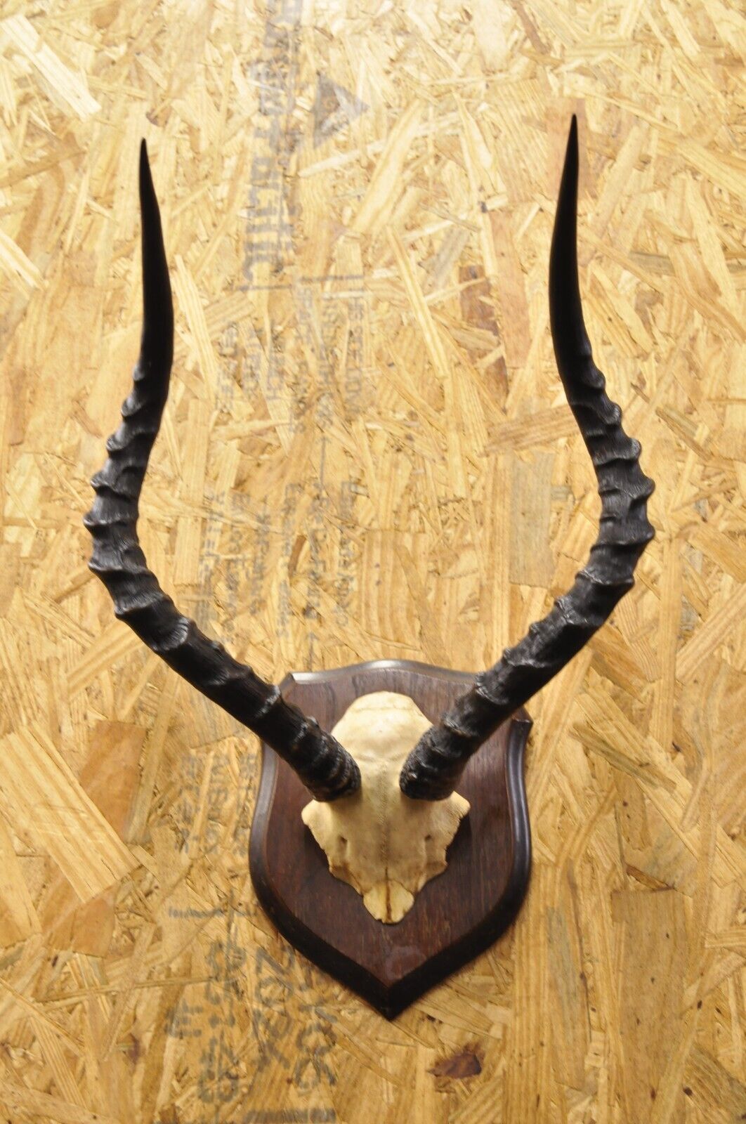 Vintage African Impala Skull Trophy Mount Antlers Taxidermy Mancave Wall Decor B