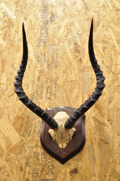 Vintage African Impala Skull Trophy Mount Antlers Taxidermy Mancave Wall Decor B