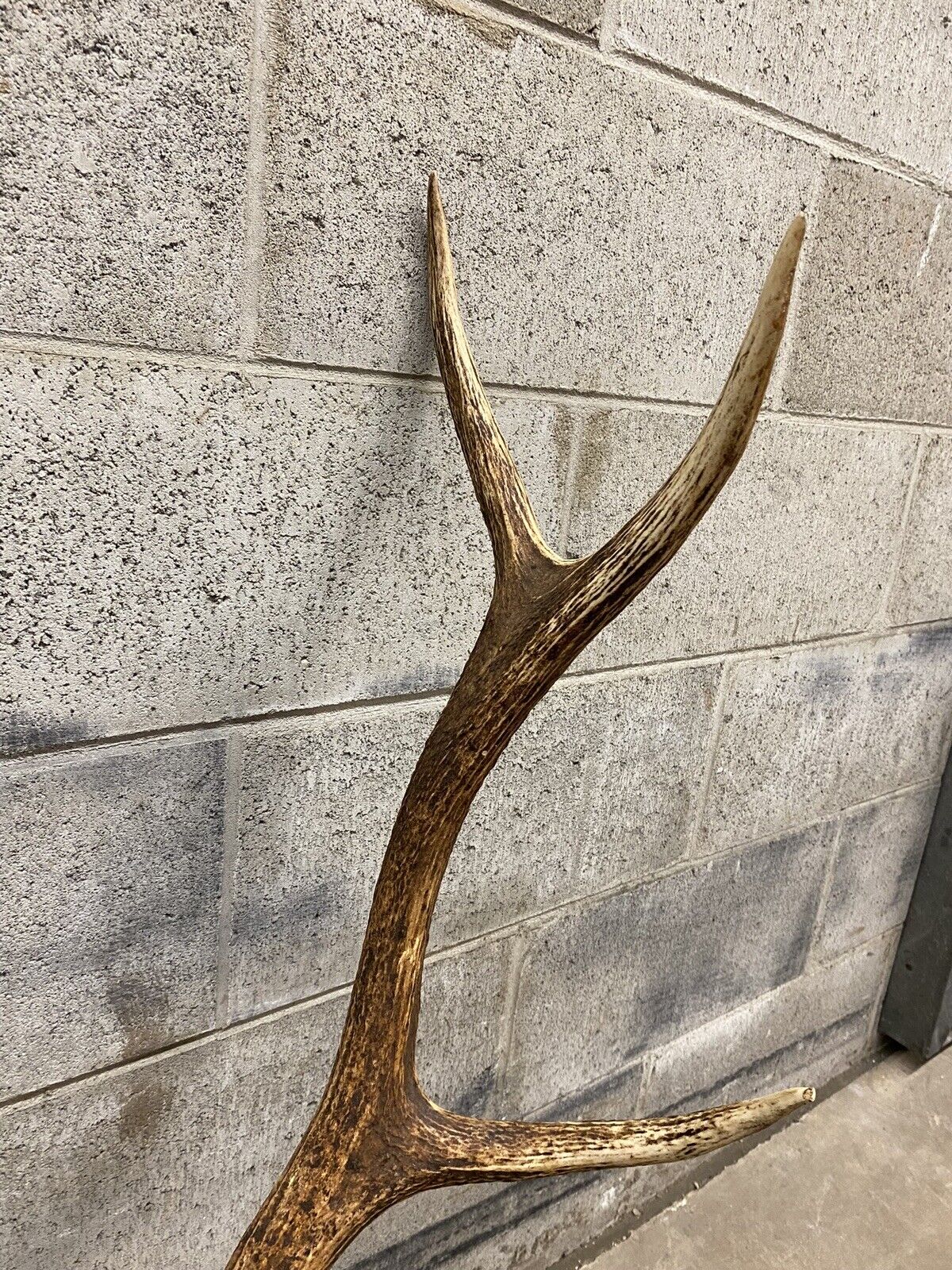 Vintage Large Red Deer Stag Antlers Horn Skull Mount Taxidermy Wall Decor