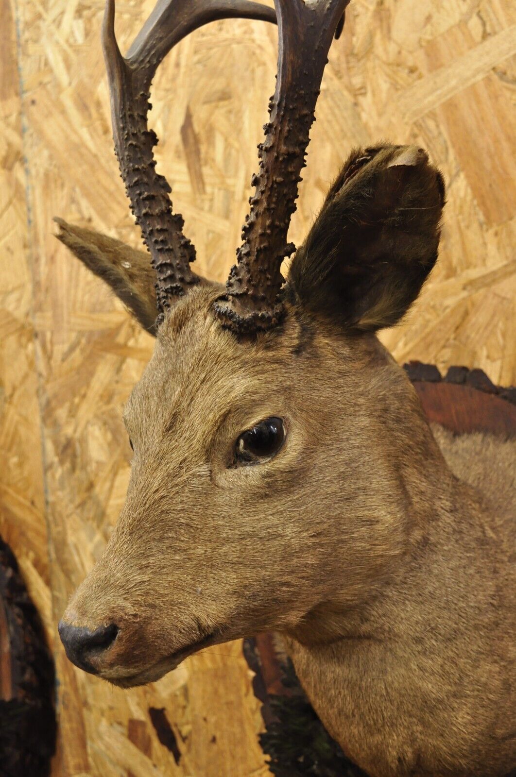 Vintage Taxidermy Deer Shoulder Mount Wall Decor w/ Metal Leaves (R&L) - a Pair