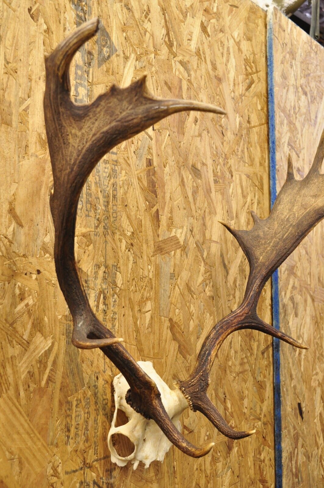 Vintage European Fallow Deer Skull Cap Mount Antlers Taxidermy Cabin Decor