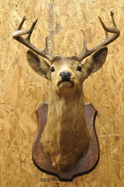 Vintage Red Deer Shoulder Mount Antler Horn Rack Taxidermy Cabin Wall Decor #2