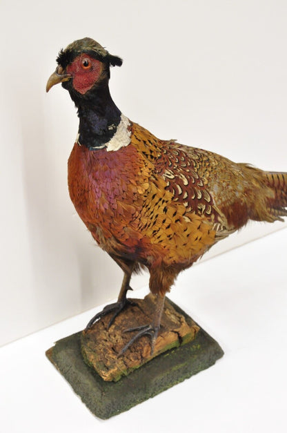 Vintage Ringneck Pheasant Bird Full Body Standing Mount Taxidermy Mancave