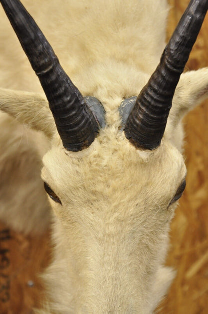 Vintage Taxidermy White Mountain Goat Head Shoulder Mount Horns Cabin Decor (B)