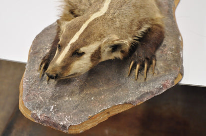 Vintage Full Body Table Mount Stuffed American Badger Taxidermy Mancave Decor