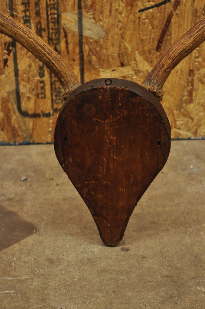 Vintage European Fallow Deer Skull Cap Mount Dama Antlers Taxidermy