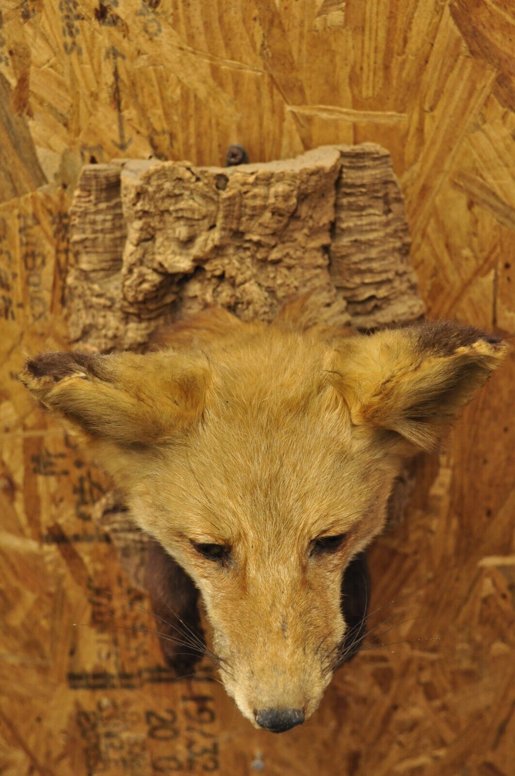 Vintage Red Fox Shoulder Mount with Legs Taxidermy Mancave Wall Decor