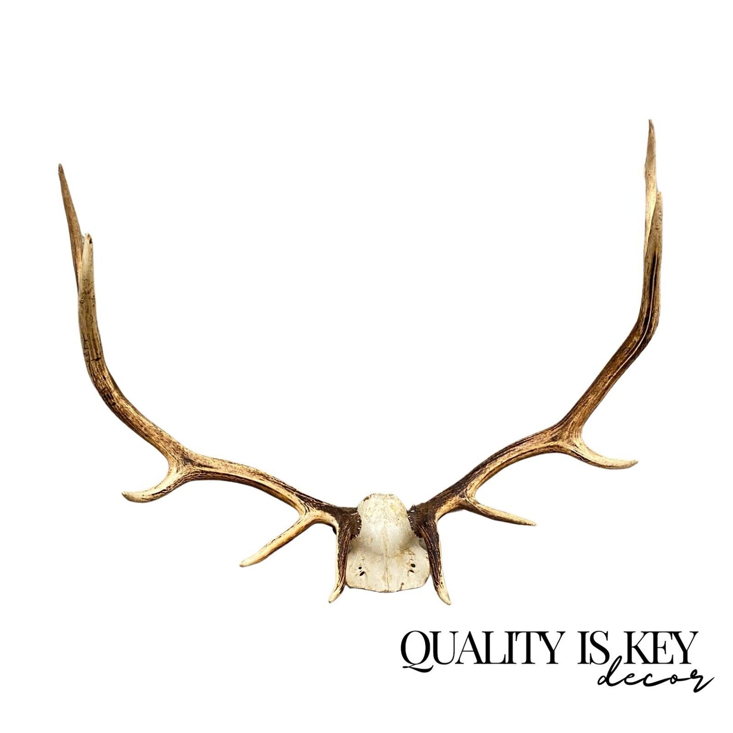 Vintage Red Deer Skull Antlers Taxidermy Horn Mount Mancave Wall Decor