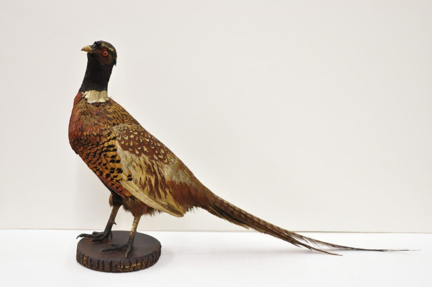 Vintage Ringneck Pheasant Bird Full Body Standing Mount Taxidermy Mancave (B)