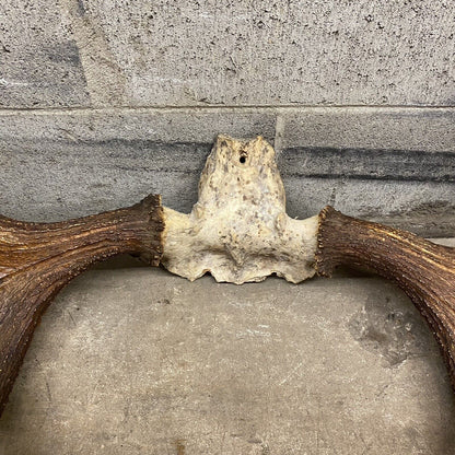 Vintage Large Moose Shed Antler Rack and Skull Taxidermy Wall Decor