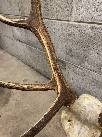 Vintage Large Red Deer Stag Antlers Horn Skull Mount Taxidermy Wall Decor