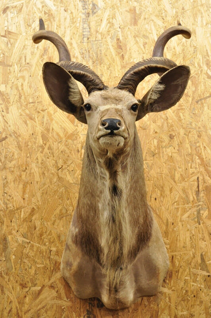 Vintage Greater Kudu African Shoulder Mount Large Taxidermy