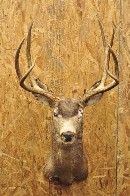 Vintage Taxidermy Large Red Deer Stag Shoulder Mount Antlers Wall Cabin Decor