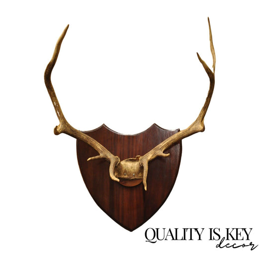Vintage Large Deer Horn Elk Antlers Rack Skull Mount on Wooden Wall Plaque