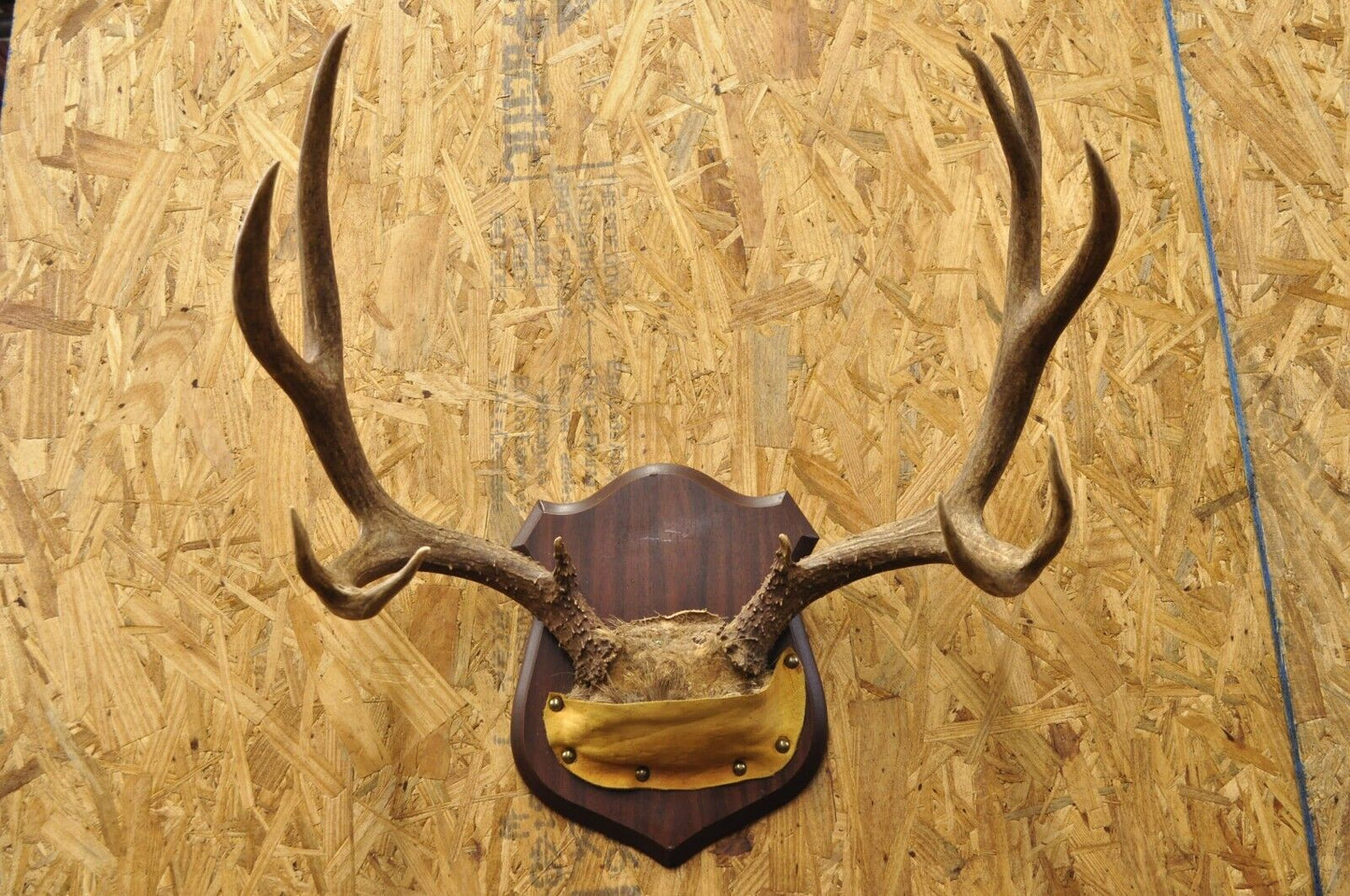 Vintage Taxidermy Mule Deer Antler Skull Wall Plaque Mount Cabin Decor