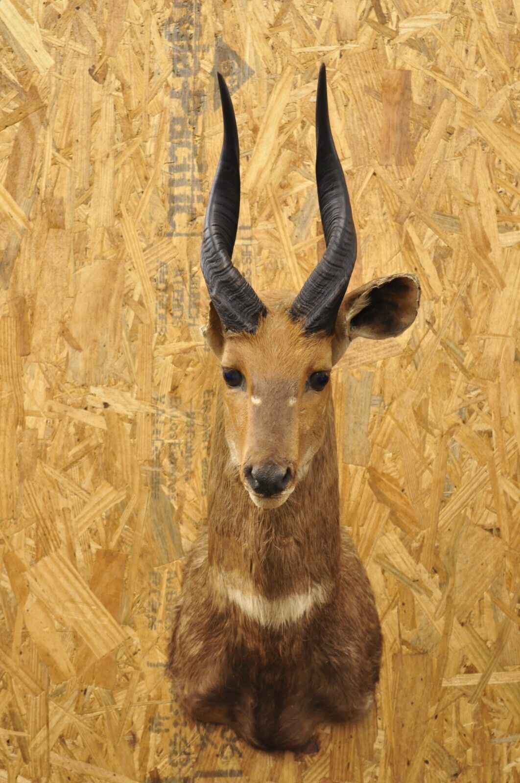 Vintage African Cape Bushbuck Taxidermy Shoulder Mount Cabin Wall Decor