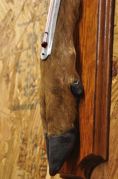 Vintage Whitetail Deer Hoof Foot Taxidermy Wall Thermometer on Oak Wood Plaque