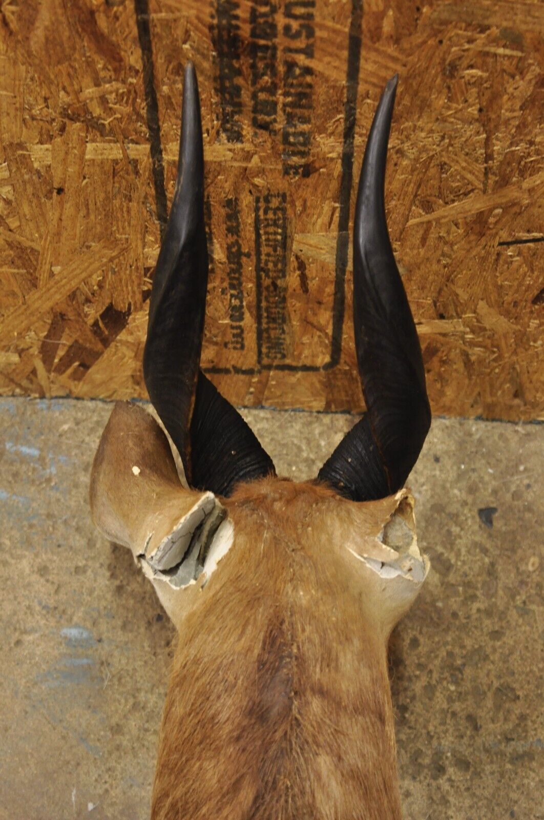 Vintage African Cape Bushbuck Taxidermy Shoulder Mount Cabin Wall Decor