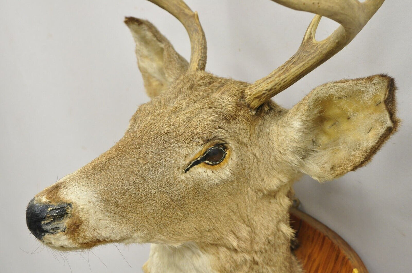 Deer Head Taxidermy Mount 8 Point Pine Board with Gun Rack and Hall Mirror