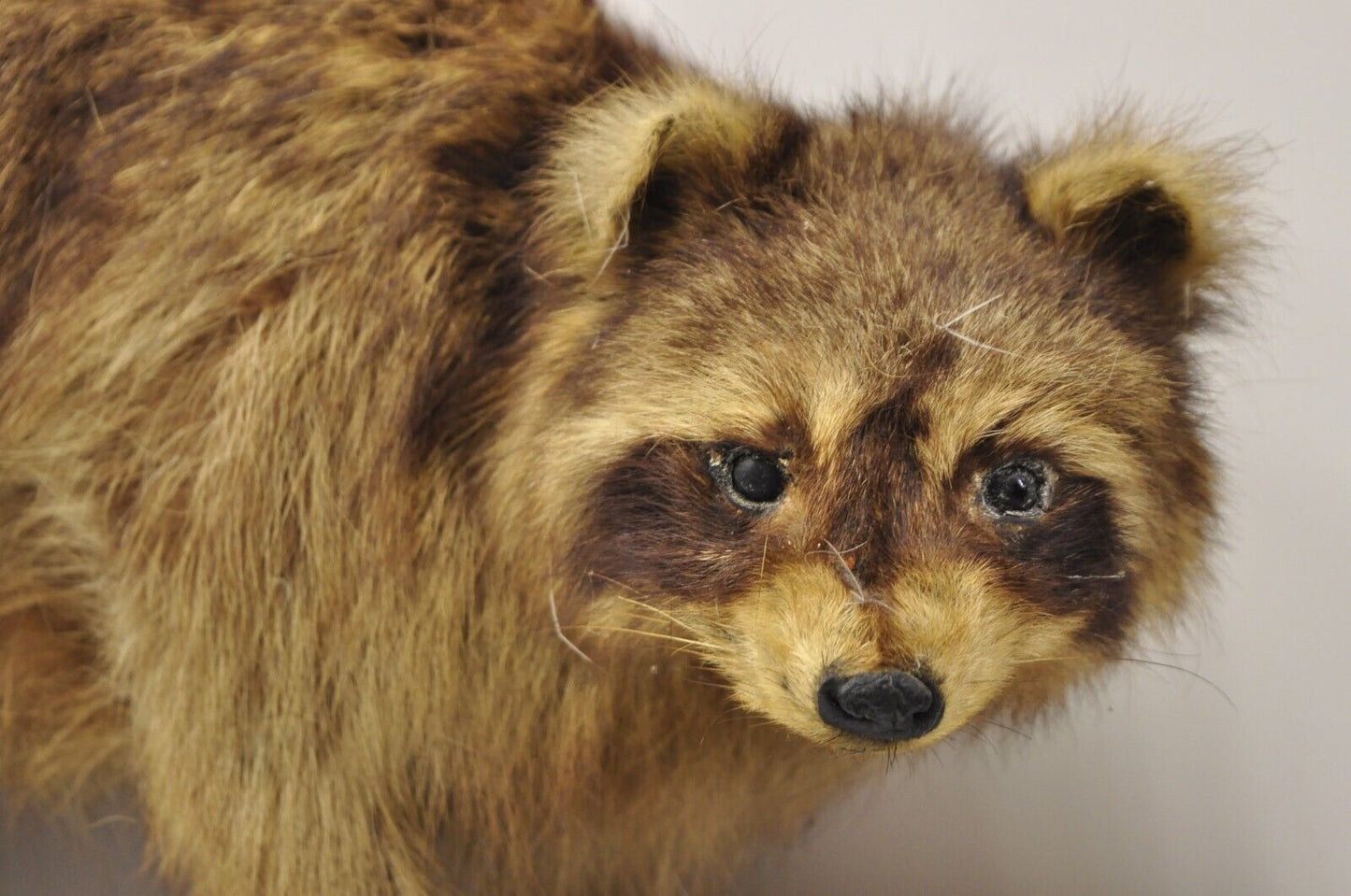 Vintage Full Body Mount Stuffed Racoon Wall Hanging Taxidermy Mancave Decor