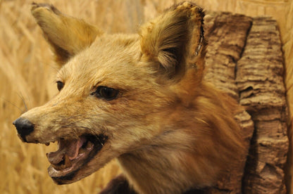 Vintage Red Fox Shoulder Mount with Legs Taxidermy Mancave Wall Decor