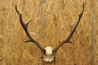 Vintage European Fallow Deer Skull Cap Mount Antlers Taxidermy Cabin Decor