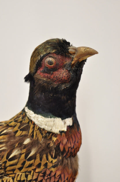 Vintage Ringneck Pheasant Bird Full Body Standing Mount Taxidermy Mancave