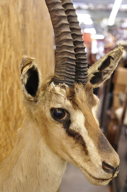 Vintage African Antelope Grant's Gazelle Horn Shoulder Mount Wall Taxidermy