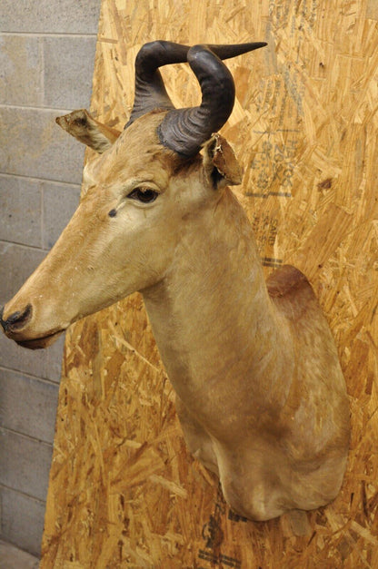 Vintage African Litchenstein Hartebeest Antelope Shoulder Mount Large Taxidermy