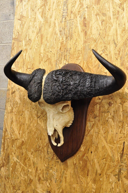 Vintage African Cape Buffalo Skull European Mount on Wooden Plaque Taxidermy