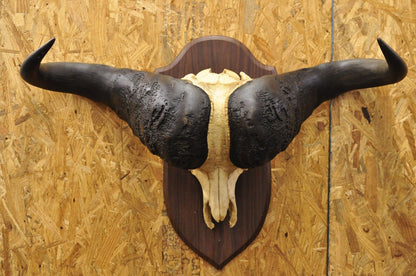 Vintage African Cape Buffalo Skull European Mount on Wooden Plaque Taxidermy