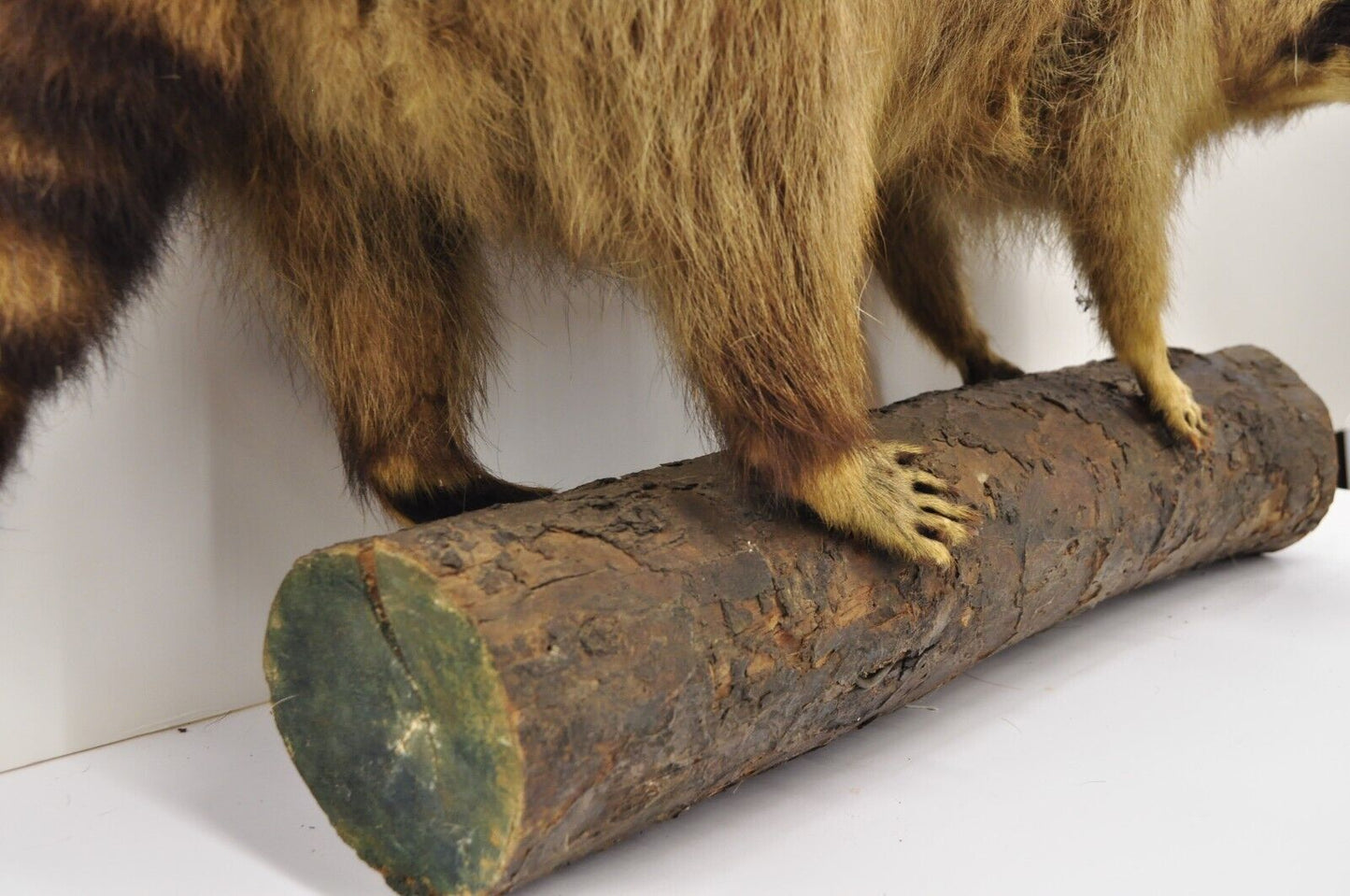 Vintage Full Body Mount Stuffed Racoon Wall Hanging Taxidermy Mancave Decor