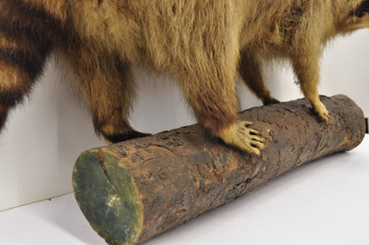 Vintage Full Body Mount Stuffed Racoon Wall Hanging Taxidermy Mancave Decor