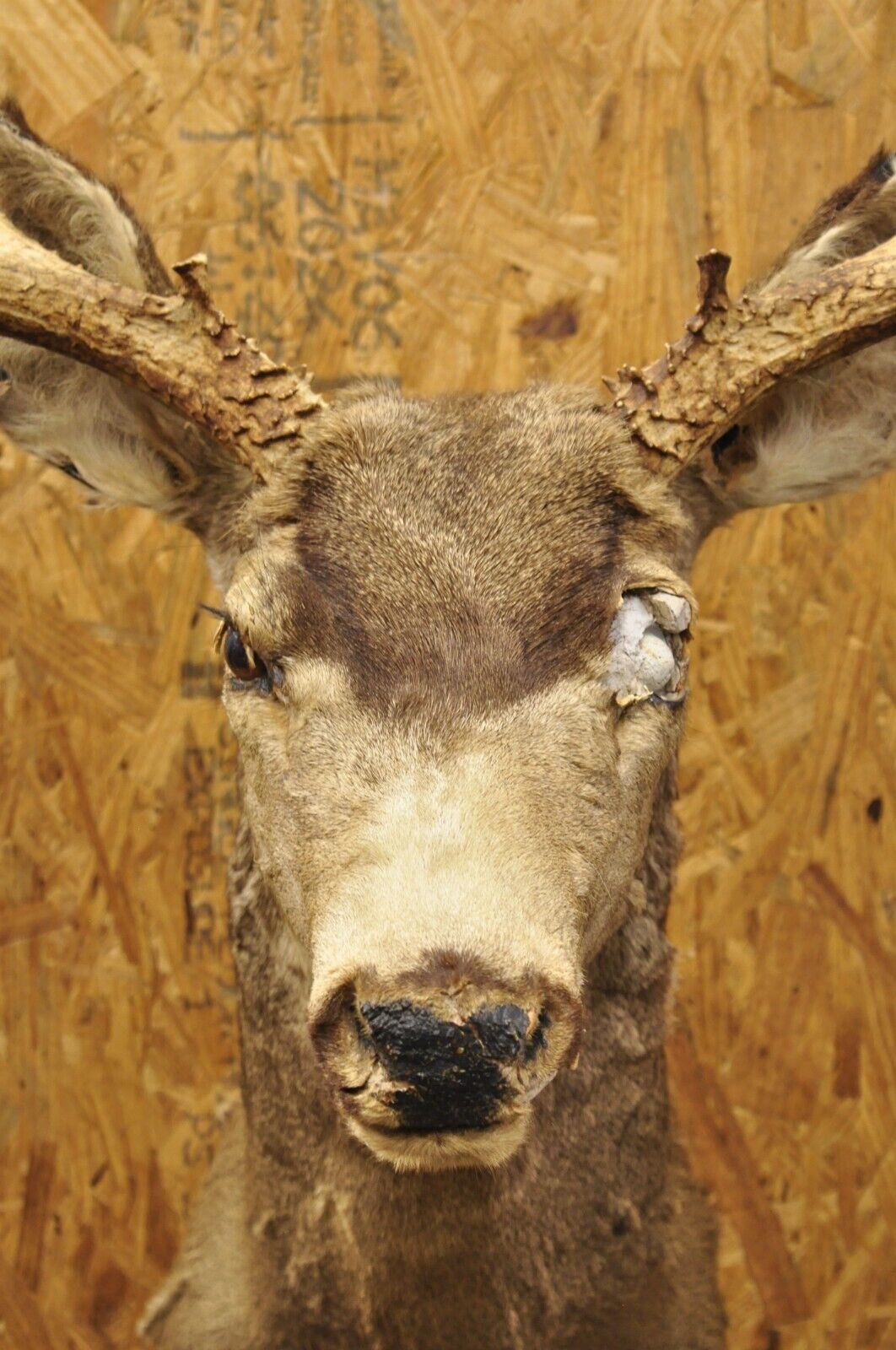 Vintage Taxidermy Large Red Deer Stag Shoulder Mount Antlers Wall Cabin Decor