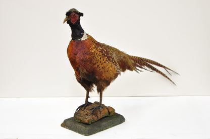 Vintage Ringneck Pheasant Bird Full Body Standing Mount Taxidermy Mancave