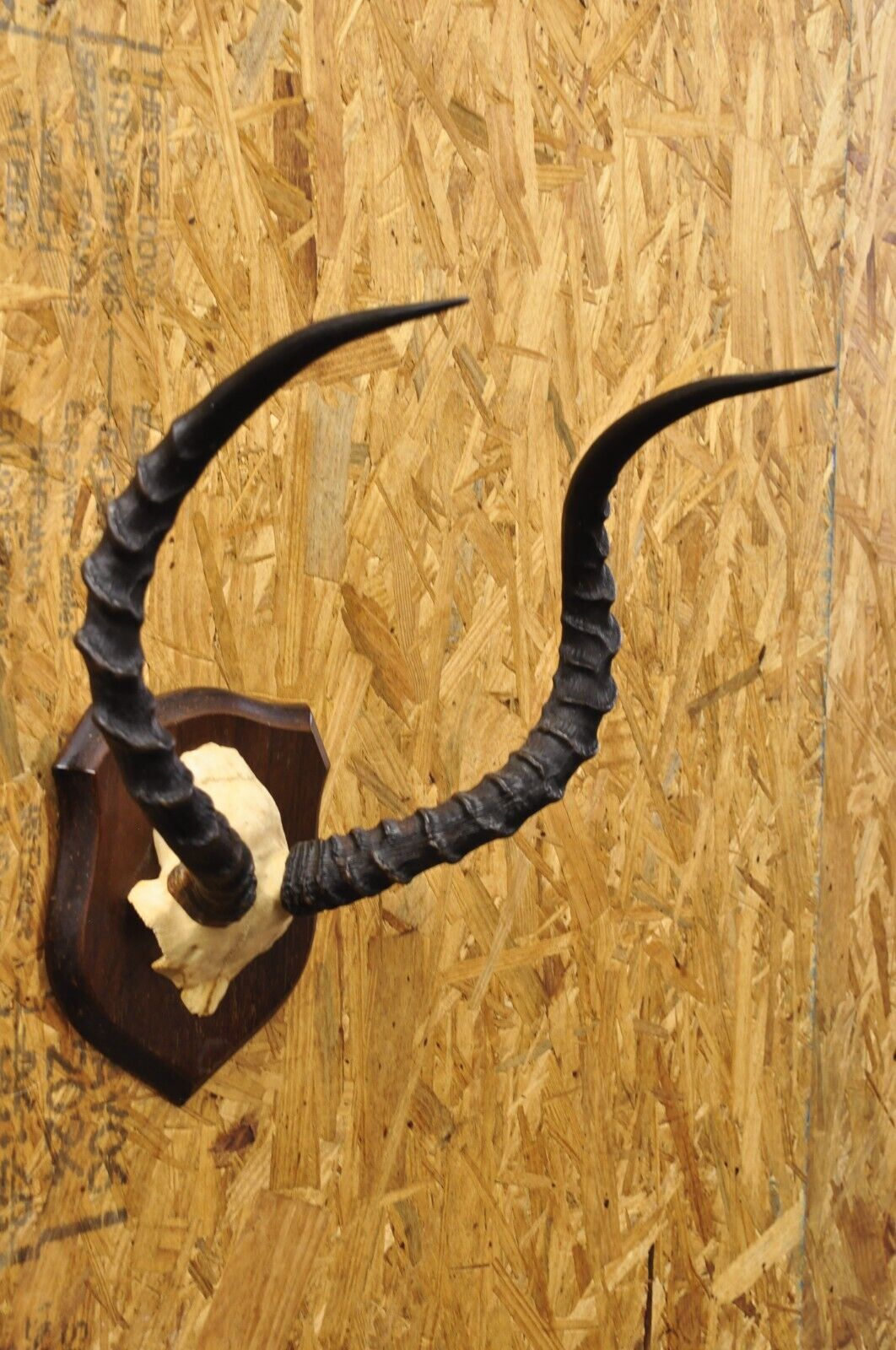 Vintage African Impala Skull Trophy Mount Antlers Taxidermy Mancave Wall Decor B