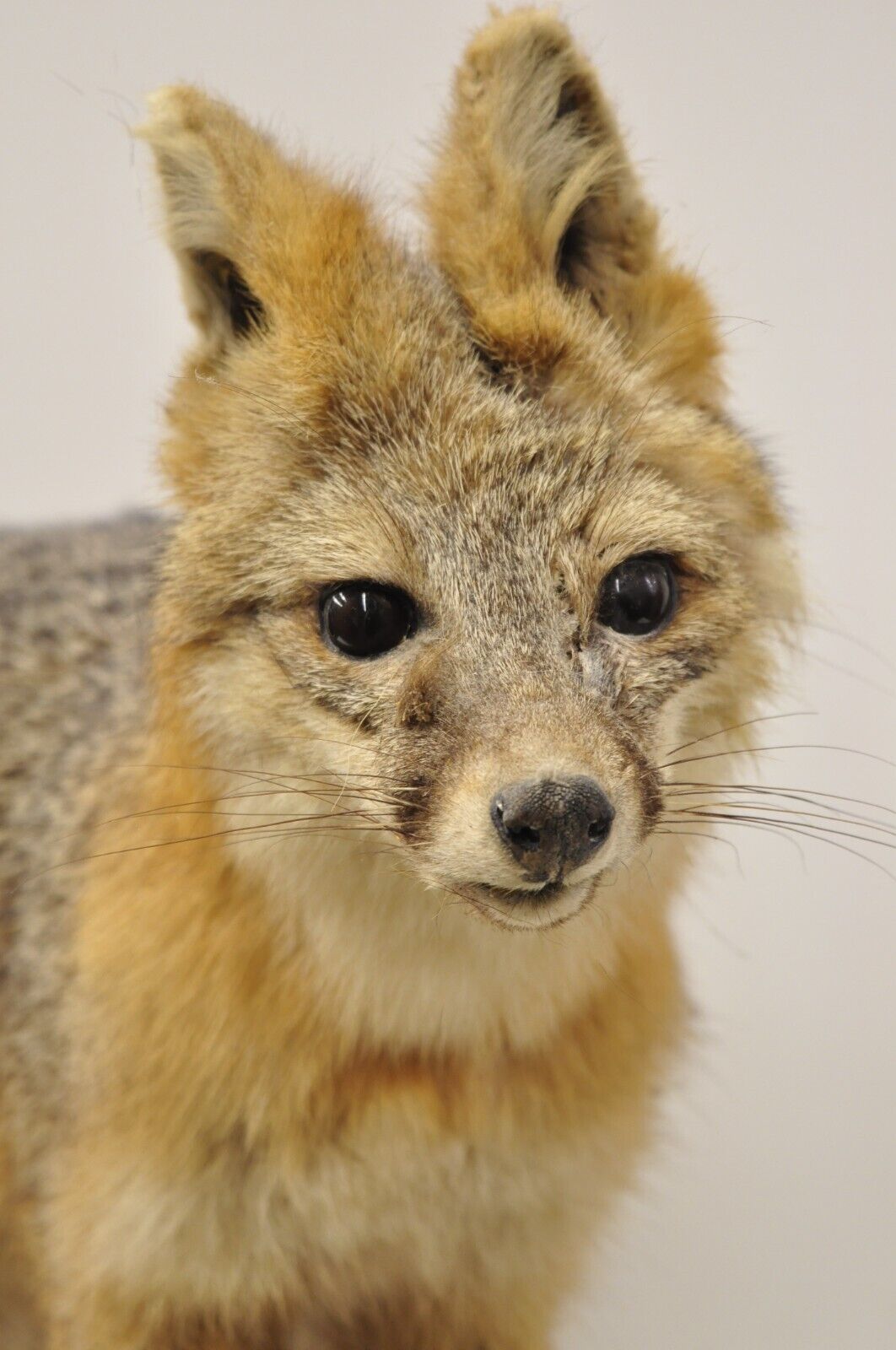 Vintage Full Body Mount Stuffed Gray Fox Taxidermy Mancave Decor