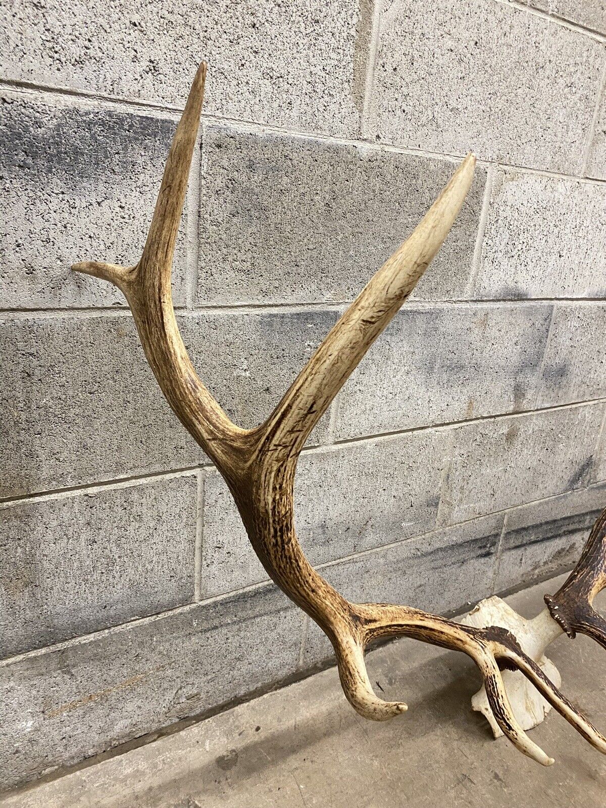 Vintage Red Deer Skull Antlers Taxidermy Horn Mount Mancave Wall Decor