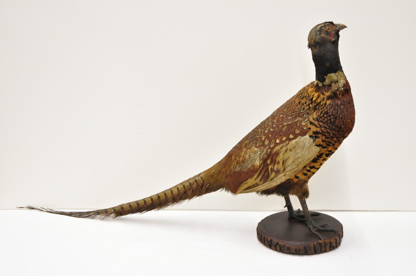 Vintage Ringneck Pheasant Bird Full Body Standing Mount Taxidermy Mancave (B)