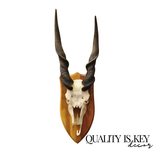 Vintage African Eland Skull Mount with 24" Twisted Horns Taxidermy Cabin Decor