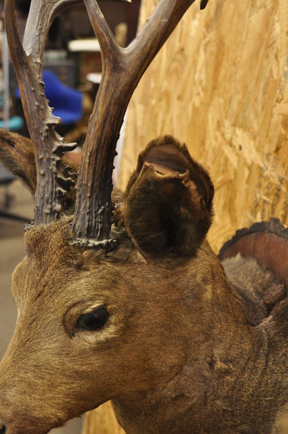 Vintage Taxidermy Deer Shoulder Mount Wall Decor w/ Metal Leaves (R&L) - a Pair